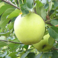 Mature golden apple fruit price